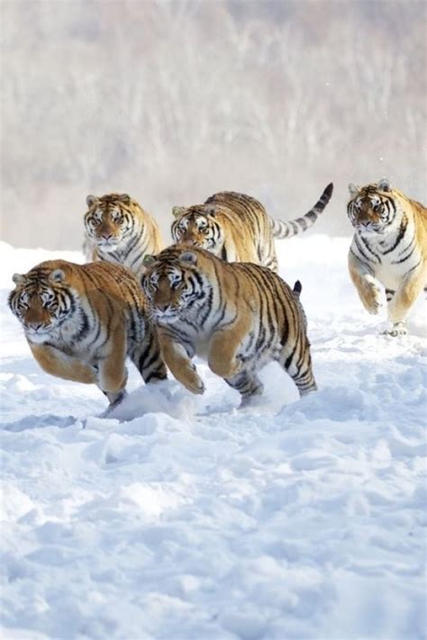 5 Tigers betsul